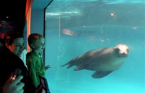 Hallmark's 'Mystic Christmas' filmed and set at real Mystic Aquarium.